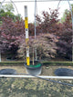 Acer palmatum var. dissectum 'Tamukeyama'
