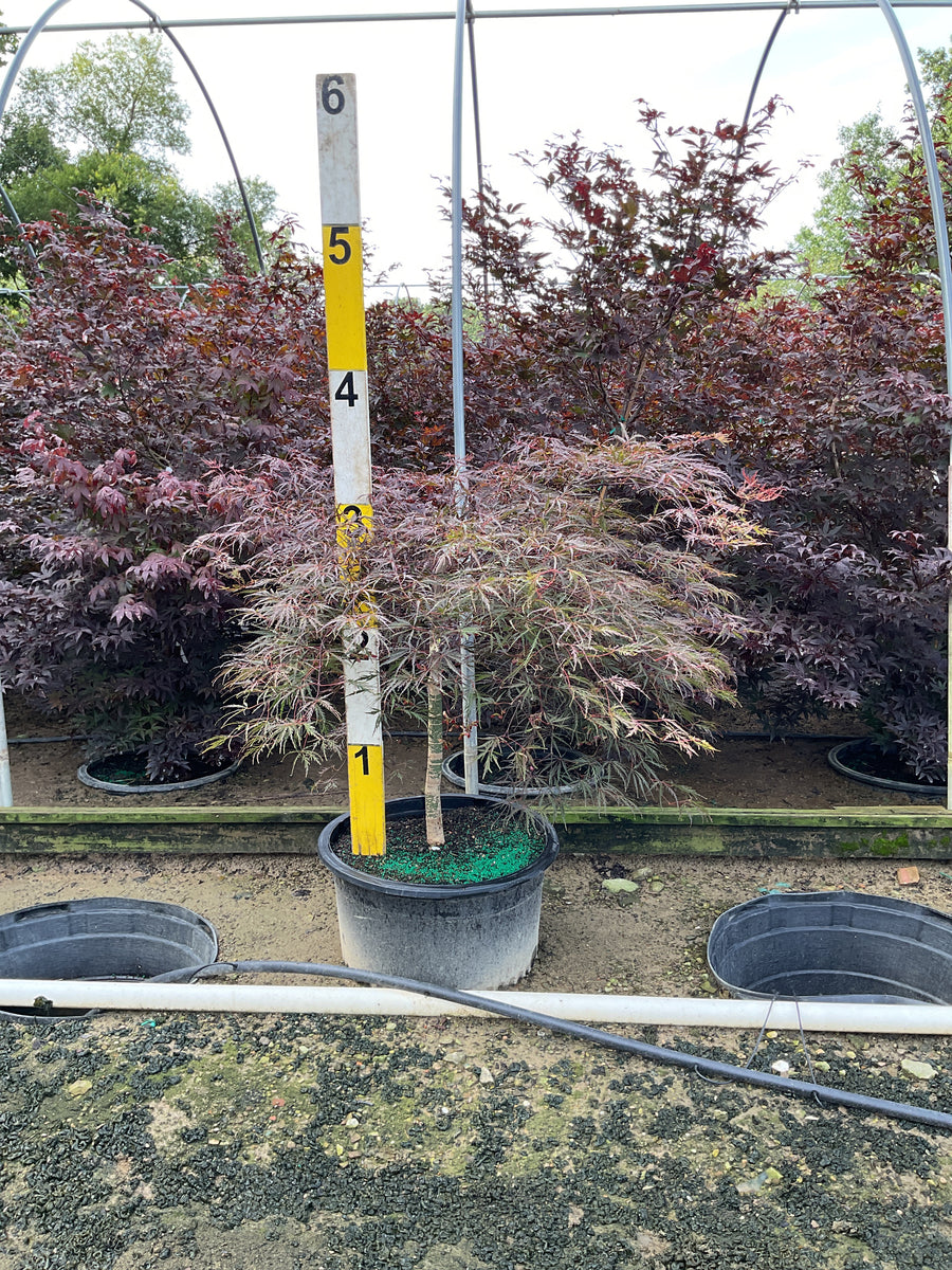 Acer palmatum var. dissectum 'Tamukeyama' â€” G20/G25 3x3 LB
