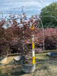 Acer palmatum 'Emperor l'