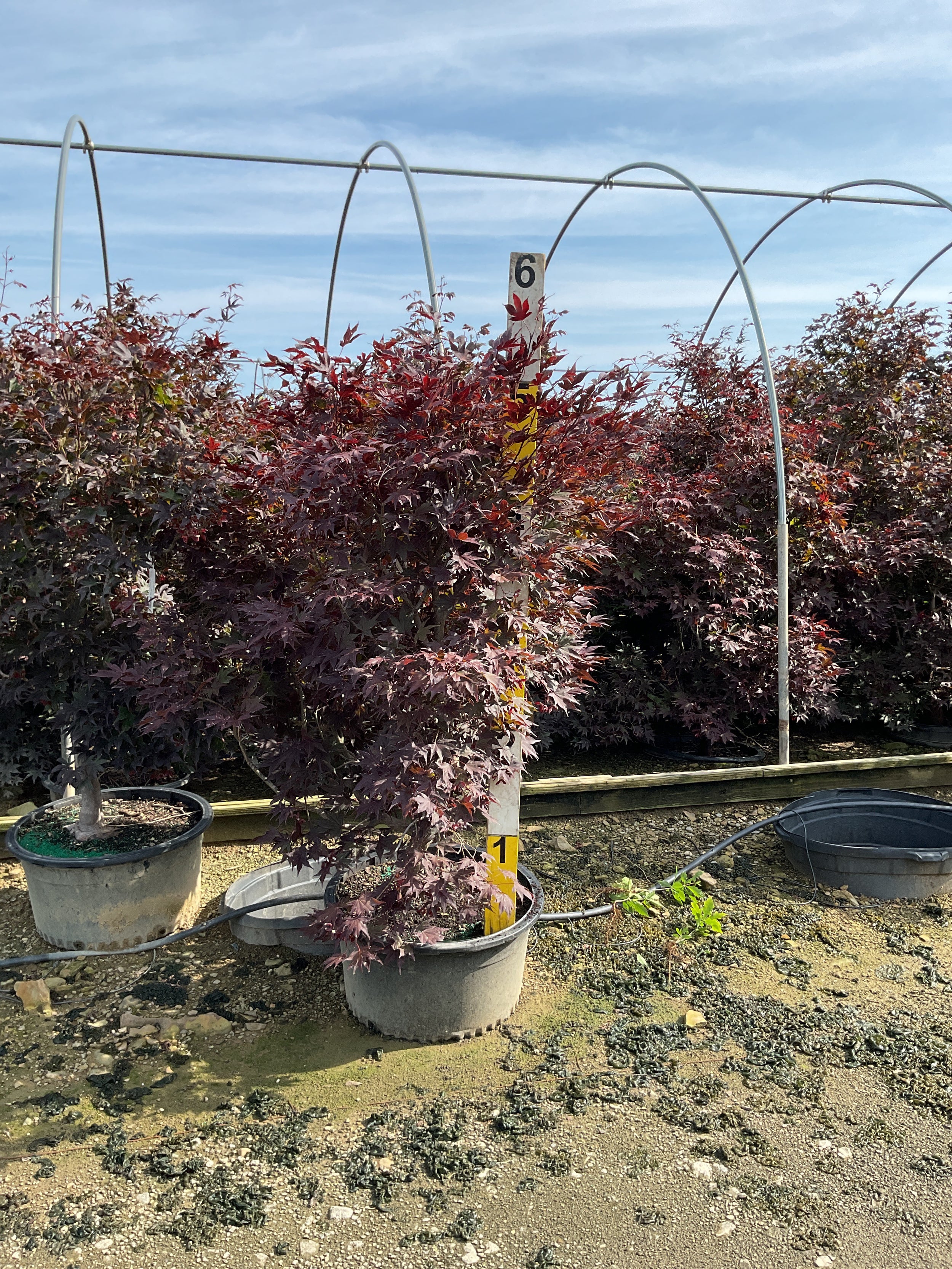 Acer palmatum 'Bloodgood'