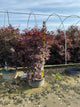 Acer palmatum 'Bloodgood'