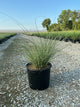 Miscanthus sinensis 'Morning Light'