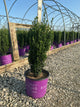 Ilex crenata 'Straight And Narrow'