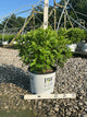 Hydrangea paniculata 'Jane'