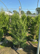 Juniperus virginiana 'Brodie'