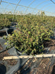 Viburnum plicatum 'Summer Snowflake'