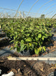 Viburnum plicatum 'Mariesii'