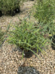 Tradescantia x andersoniana 'Concord Grape'