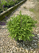 Salvia x 'Marcus'