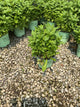 Nepeta neptune