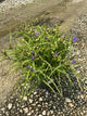 Tradescantia amethyst 'Kiss'