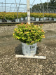 Spiraea japonica 'Tracy'