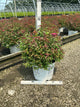 Spiraea JAP 'Dbl Play Doozie'