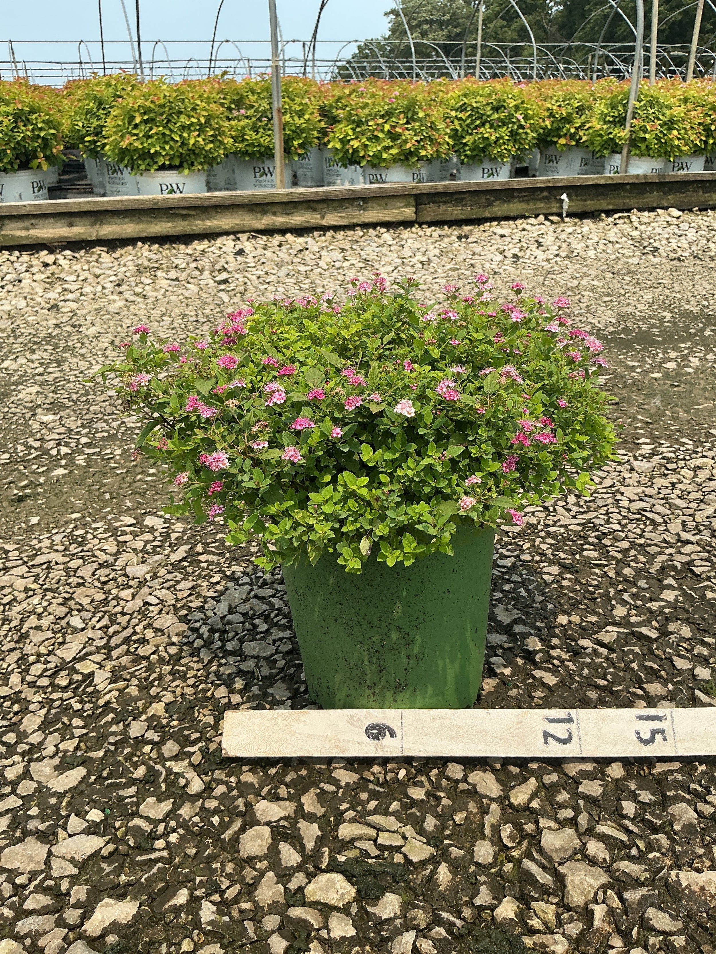 Spiraea japonica 'Little Princess'