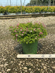 Spiraea japonica 'Little Princess'