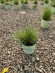 Sporobolus heterolepis 'Spor. Heterolepis'