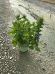 Lobelia siphilitica