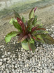 Penstemon digitalis 'Husker Red'