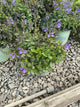 Scutellaria appalachian 'Blues 19Cm Ptw'