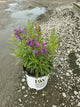 Penstemon barbatus 'Dark Amethyst'