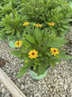 Rudbeckia x 'American Gold Rush'