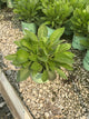 Rudbeckia x 'Glitters Like Gold'