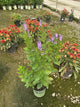 Verbena stricta