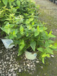 Pycnanthemum muticum