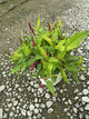 Persicaria amplexicaulis 'Glowing Reviews