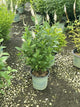 Veronicastrum virginicum