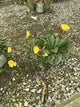 Oenothera fireworks