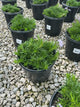 Phlox subulata 'Emerald Blue'