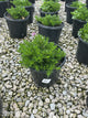 Phlox subulata 'Emerald Pink'