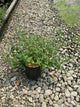 Nepeta faassenii 'Walker's Low'