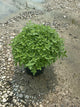 Nepeta faassenii 'Novanepjun'