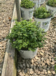 Nepeta x 'Cats Pajamas'