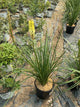 Kniphofia pineapple 'Pineapple Popsicle'