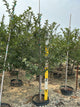 Malus sargentii