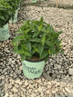 Monarda balmy 'Purple'