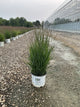 Panicum virgatum 'Cheyenne Sky'