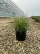 Miscanthus sinensis 'Little Nicky'
