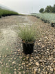Miscanthus sinensis 'Morning Light'