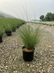 Miscanthus sinensis 'Gracillimus'