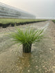 Pennisetum alopecuroides 'Red Head'