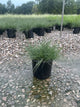Miscanthus sinensis 'Adagio'