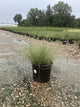 Miscanthus sinensis 'Morning Light'
