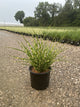 Miscanthus sinensis 'Strictus'