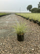 Miscanthus sinensis 'Variegata'
