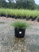 Miscanthus sinensis 'Adagio'