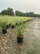 Miscanthus sinensis 'Zebrinus'